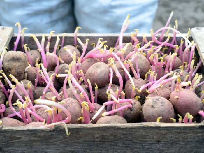 How to seed potatoes for planting