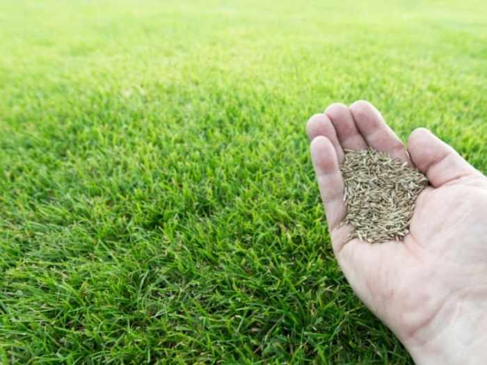 When to plant seed grass