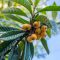 How to Plant a Loquat Seed