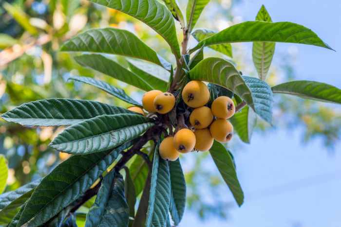 How to plant a loquat seed