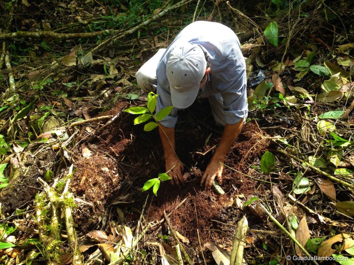 How to plant a bamboo seed