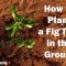 How to Plant a Fig Seed A Comprehensive Guide