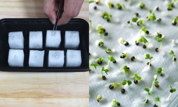 How to plant germinated seeds