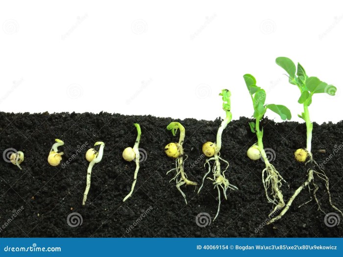 How to plant germinated seeds