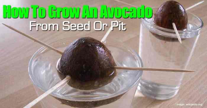 Can i plant the seed from an avocado