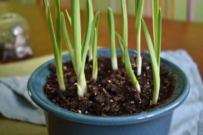 How to plant garlic seeds