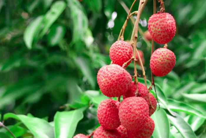 How to plant lychee seed