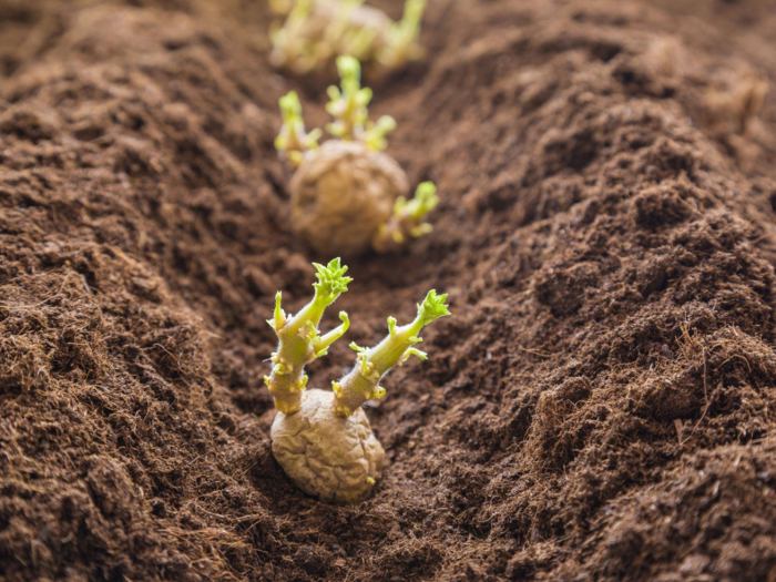 Potatoes planting seed prepare plant st day potato doityourself peas traditional when garden