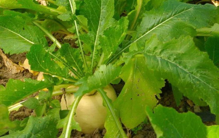 How to plant turnip seeds