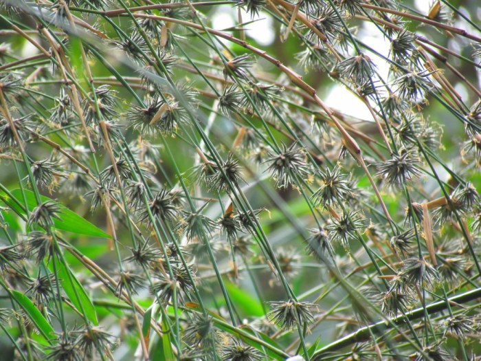 How do you plant bamboo seeds