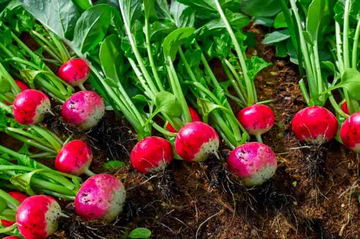 How deep to plant radish seeds