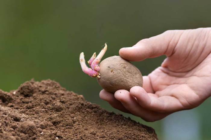 How to seed potatoes for planting