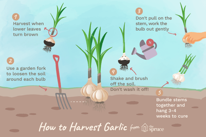 How do you plant garlic seeds