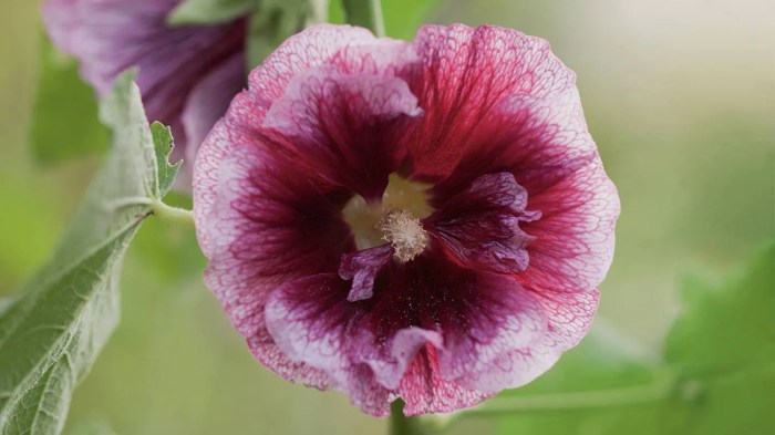 When do you plant hollyhock seeds