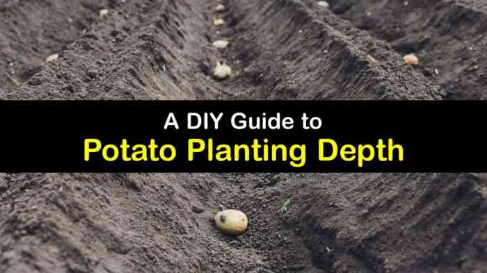 How deep to plant seed potatoes