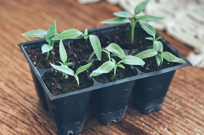 When to plant pepper seeds