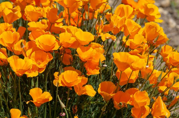 How to plant california poppy seeds