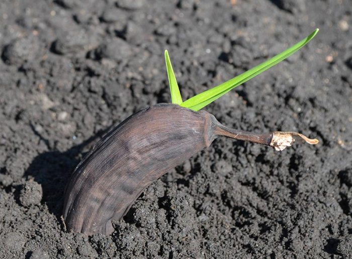 How to grow a banana plant from seed