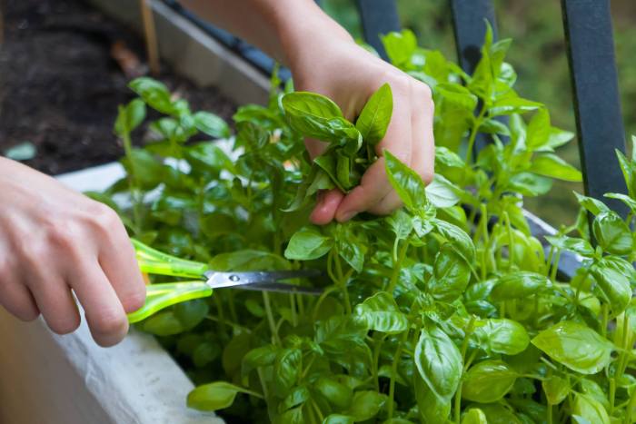 How to plant basil seeds indoors