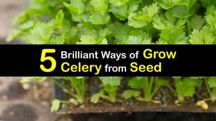 How to plant celery seeds