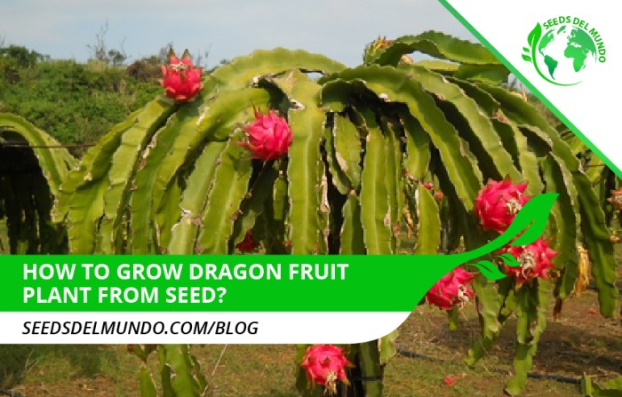 Fruit dragon grow seed yellow fruits red white