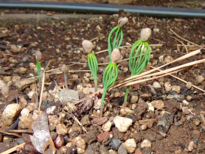 How to plant a pine tree from seed