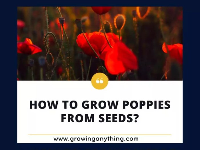 Seeds poppy grow poppies seed