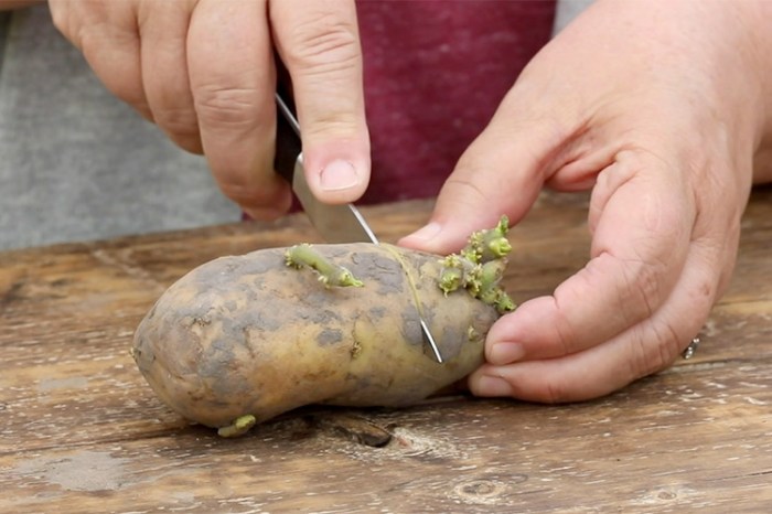 Potatoes seed planting