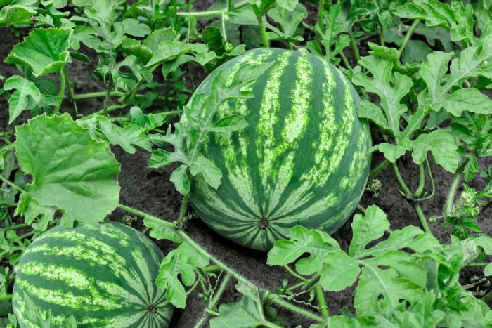 How do i plant watermelon seeds