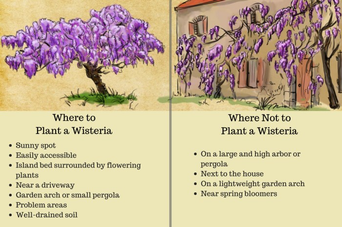 How do i plant wisteria seeds