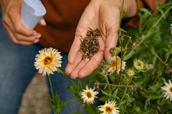 When to plant calendula seeds