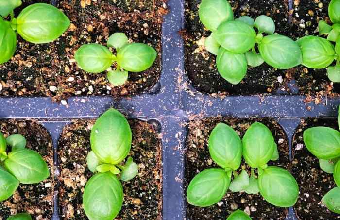 Basil seeds seed pods collect plant harvest inside flowering plants