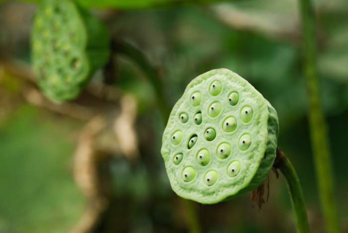 How to plant lotus flower seeds