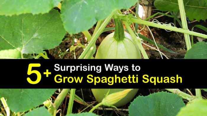 Spaghetti squash