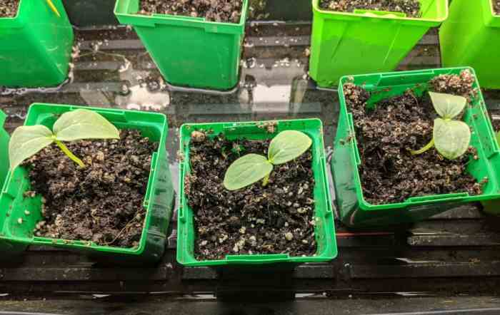 How to plant flower seeds indoors