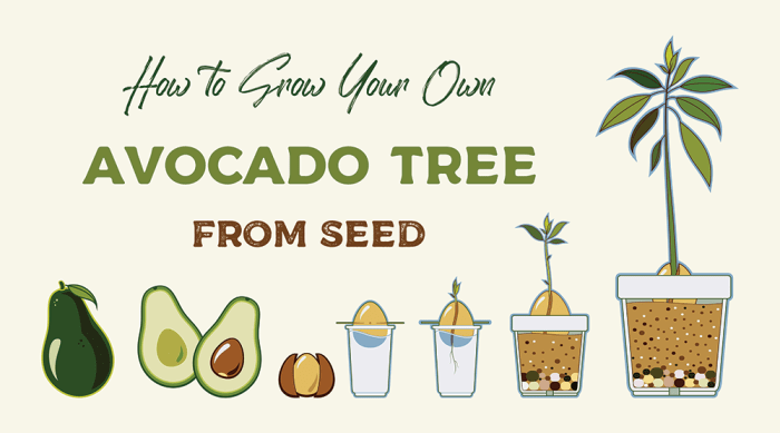 How to plant an avocado tree from seed