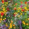 When to Plant Wildflower Seeds in NC