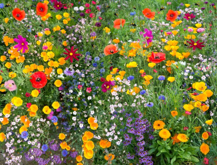 When to plant wildflower seeds in nc