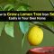 How to Start a Lemon Plant from Seed