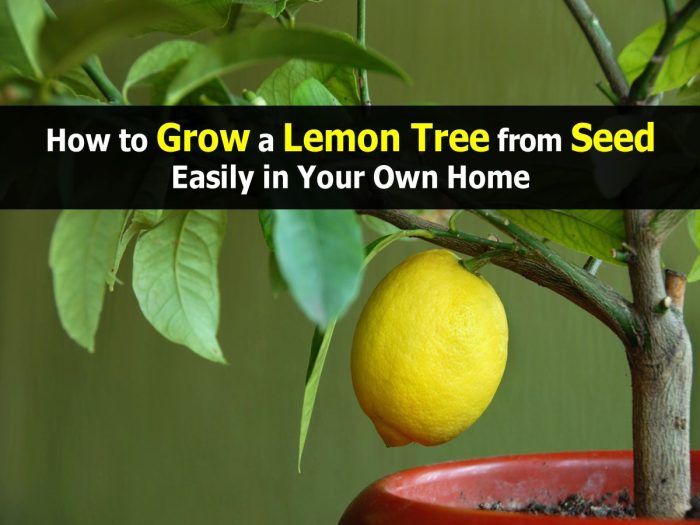 Lemon tree seed grow easily own