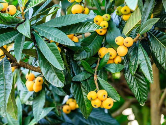 How to plant a loquat seed