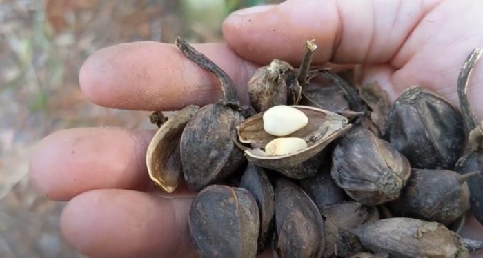 When to plant moonflower seeds