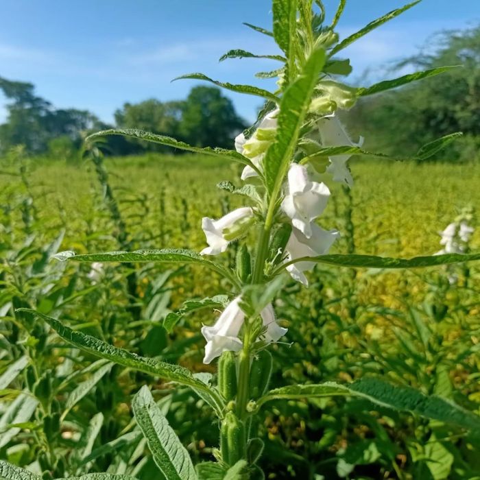 What plant does sesame seeds come from