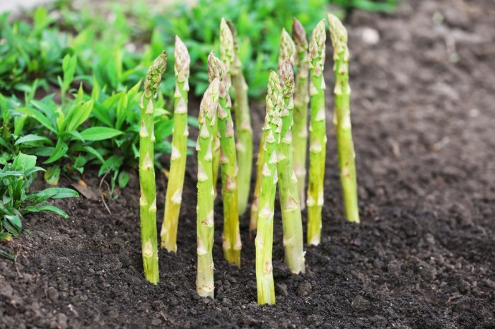 How to plant asparagus from seed