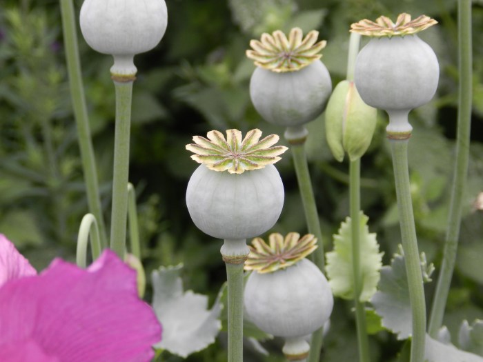 When to plant poppy seed