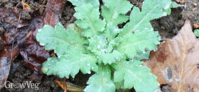 How to grow poppy plants from seeds