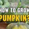 Can I Plant Pumpkin Seeds in October?