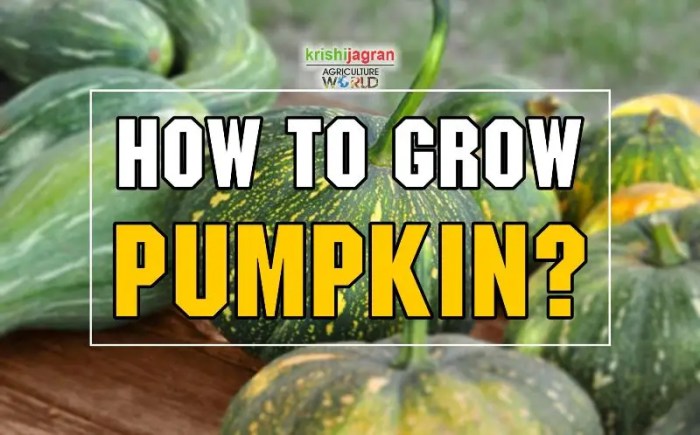 Can i plant pumpkin seeds in october