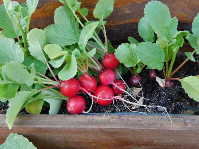 How deep to plant radish seeds