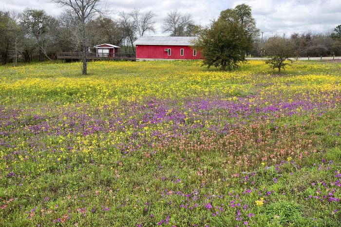 Wildflower southeast